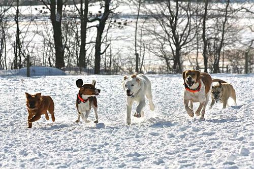 Evas Play Pups - Countryside Dog Camp | 2342 Belmont Turnpike, Union Dale, PA 18470 | Phone: (570) 448-3647