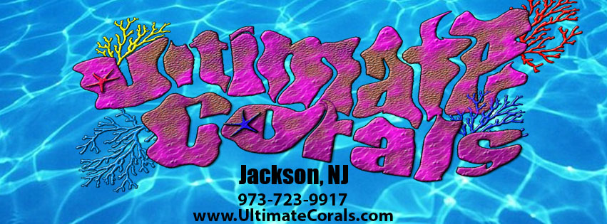 Ultimate Corals | Bennetts Mills Rd, Jackson Township, NJ 08527 | Phone: (973) 723-9917