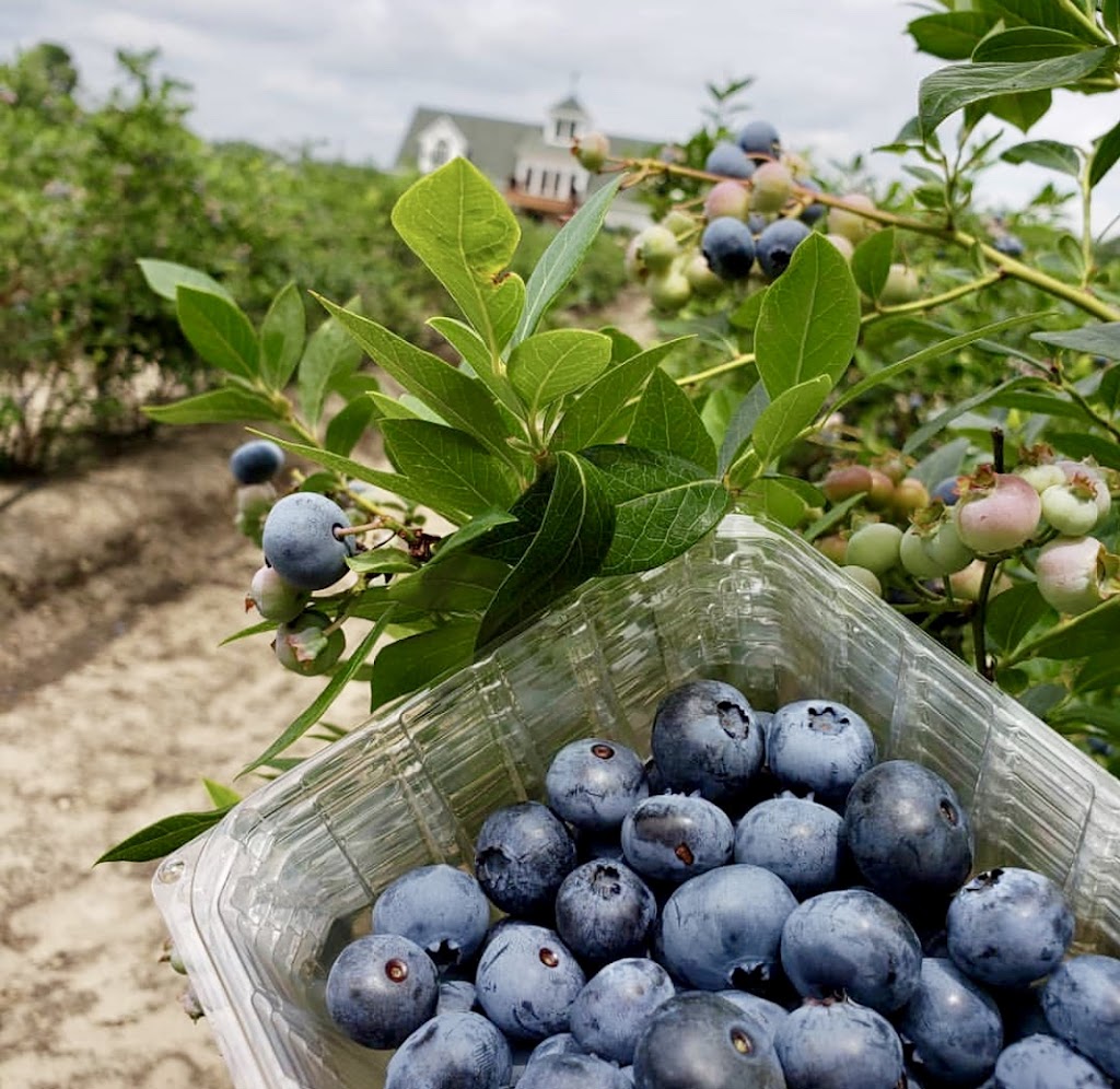 DiMeo Blueberry Farms & Blueberry Plants Nursery | 3101 Nesco Rd, Hammonton, NJ 08037 | Phone: (609) 561-5905