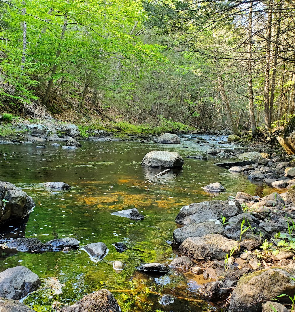 Salmon River State Forest | Route 16, Colchester, CT 06415 | Phone: (860) 424-3000