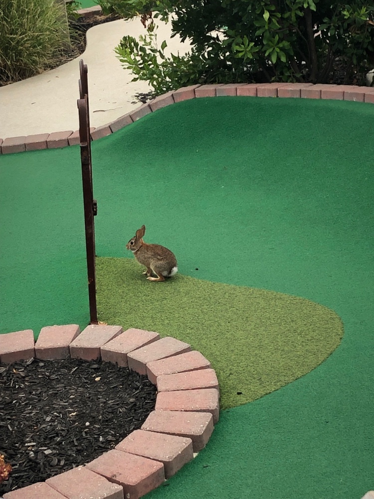 Settlers Mill Adventure Golf | 300 Taylor Ave, Beach Haven, NJ 08008 | Phone: (609) 492-0869