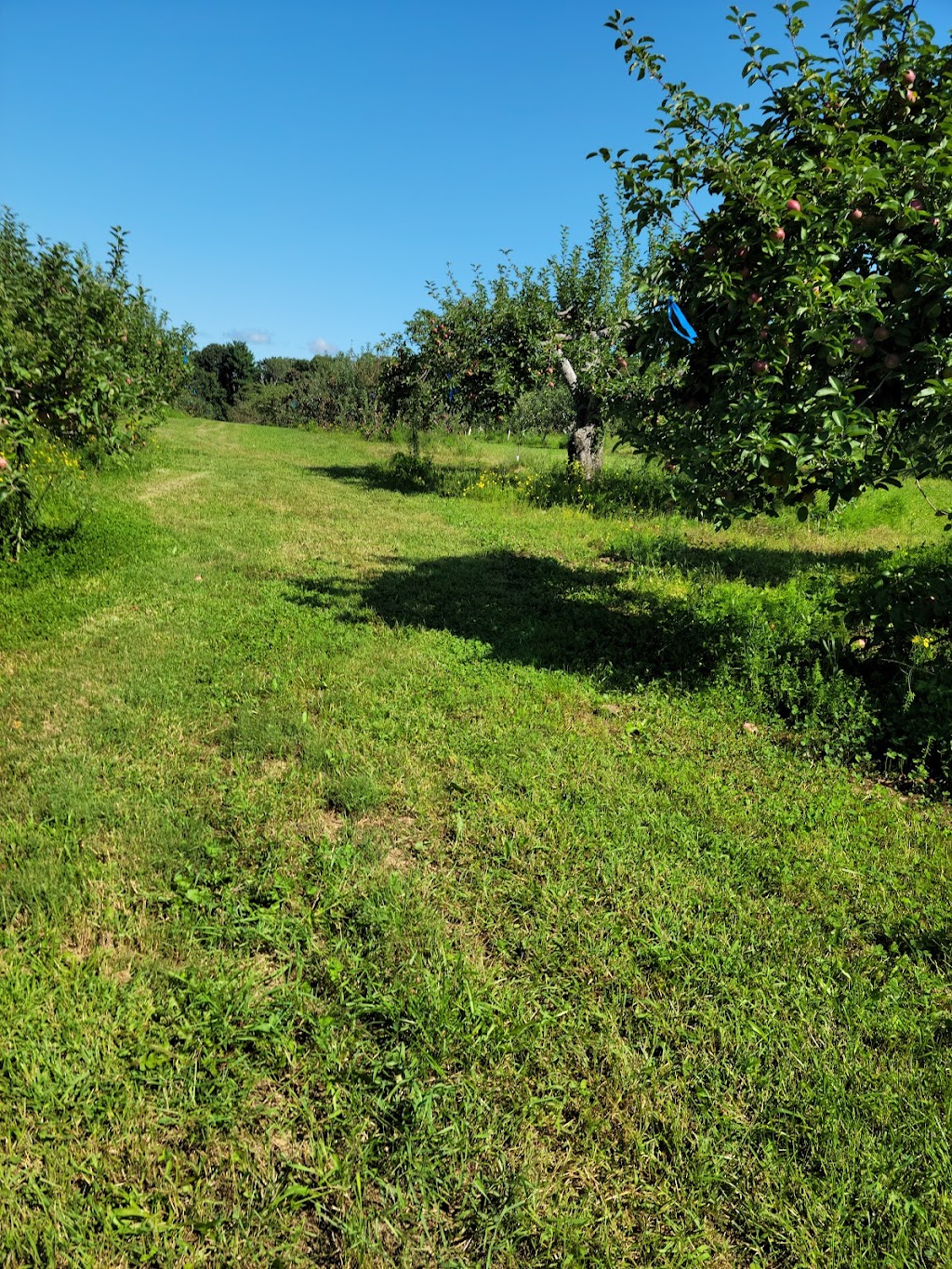 Echo Hill Orchards & Winery | 101 Wilbraham Rd, Monson, MA 01057 | Phone: (413) 267-3303