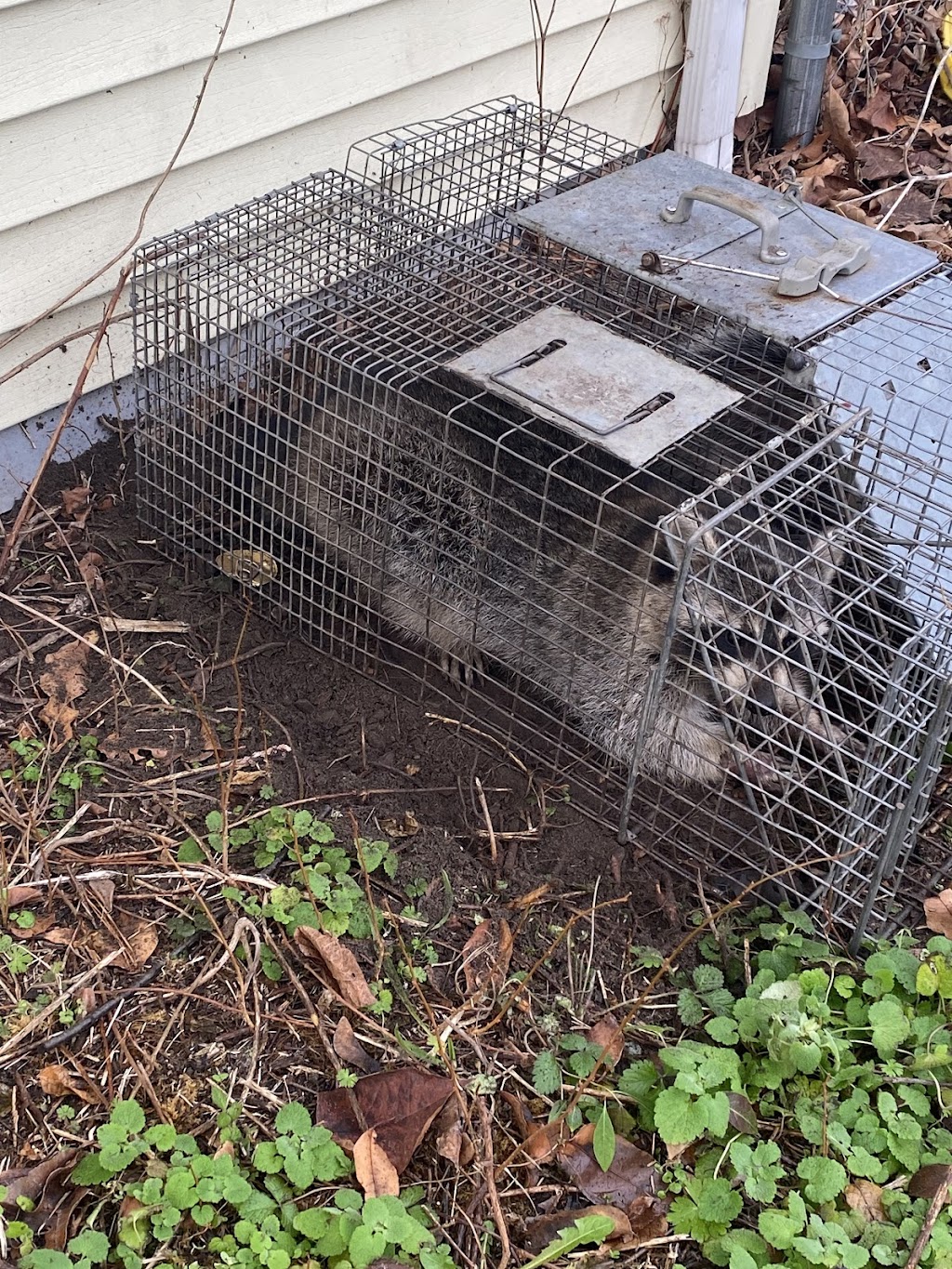 A Bad Critter Raccoon & Squirrel Removal | 931 Old Indian Mills Rd, Tabernacle, NJ 08088 | Phone: (609) 374-6794