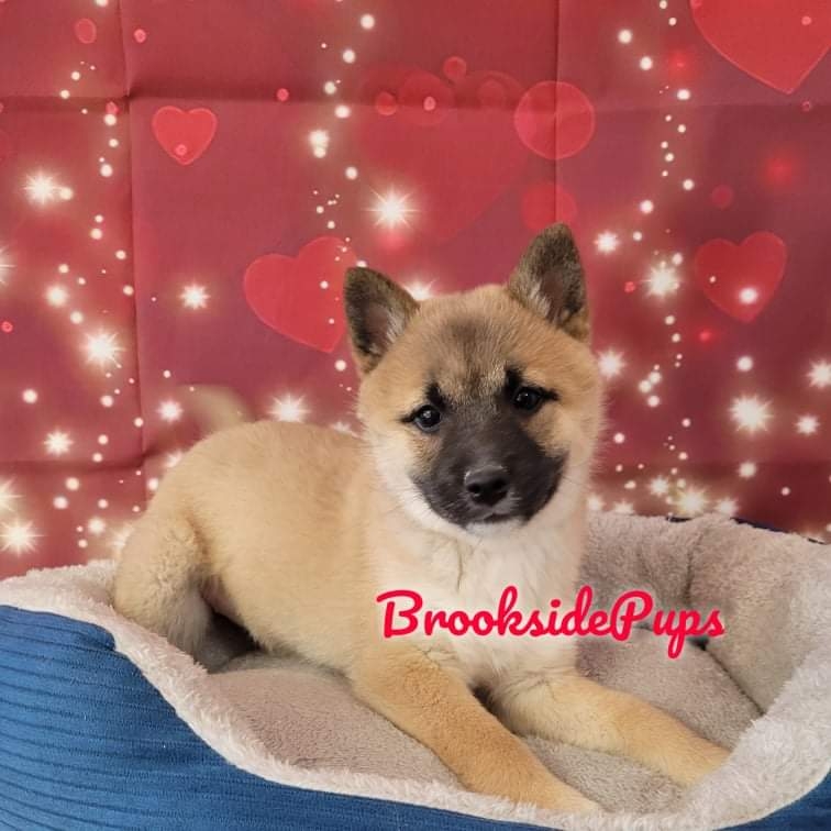 Brookside Puppies | 246 Stadden Rd #203, Tannersville, PA 18372 | Phone: (570) 619-7877