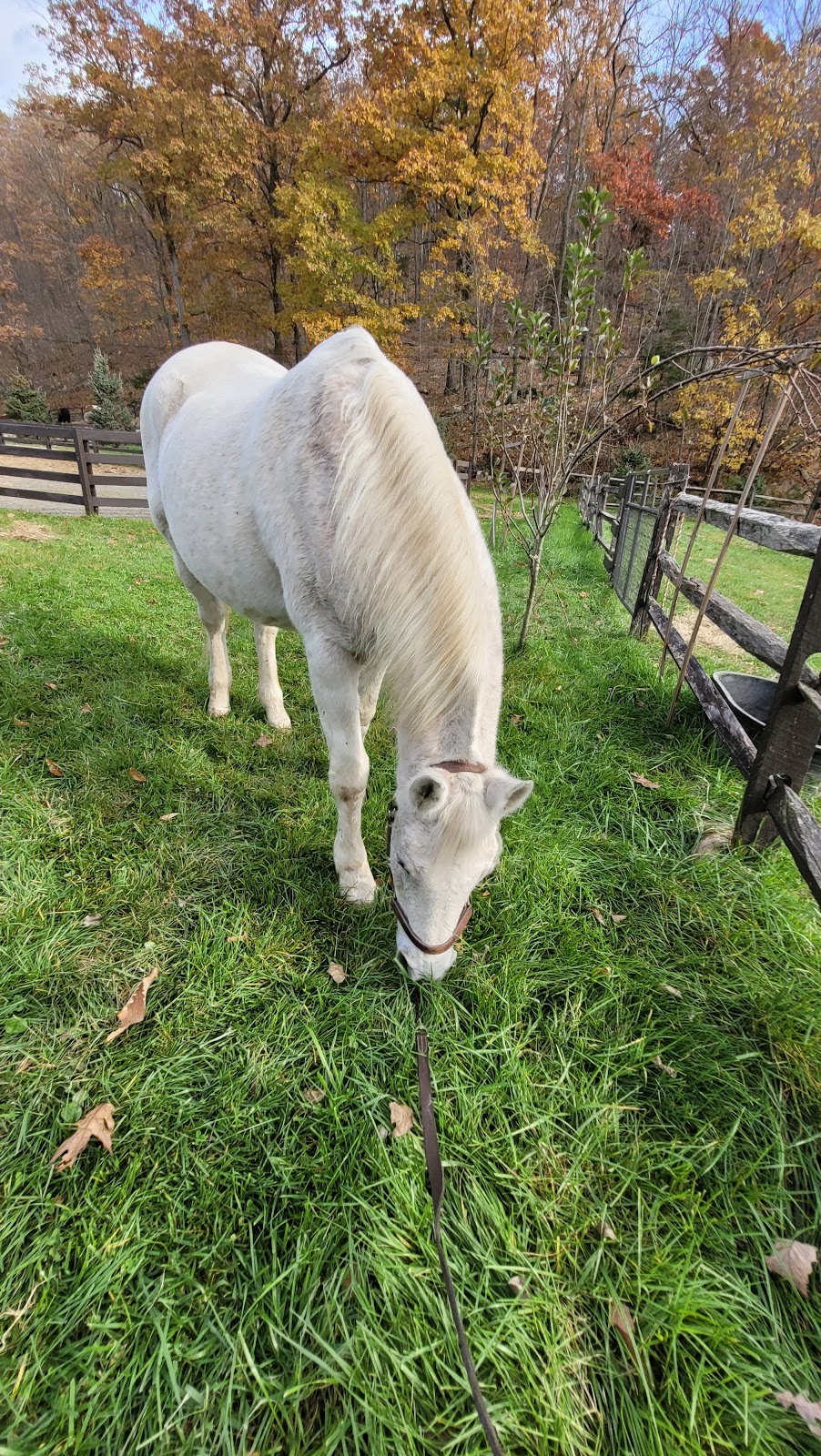 Chicory Meadow Farm | 76 Jack Rd, Cortlandt, NY 10567 | Phone: (914) 737-7814