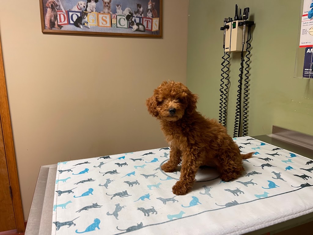 Cedar Brook Animal Hospital | 223 Cedarbrook Rd, Sicklerville, NJ 08081 | Phone: (856) 629-7177