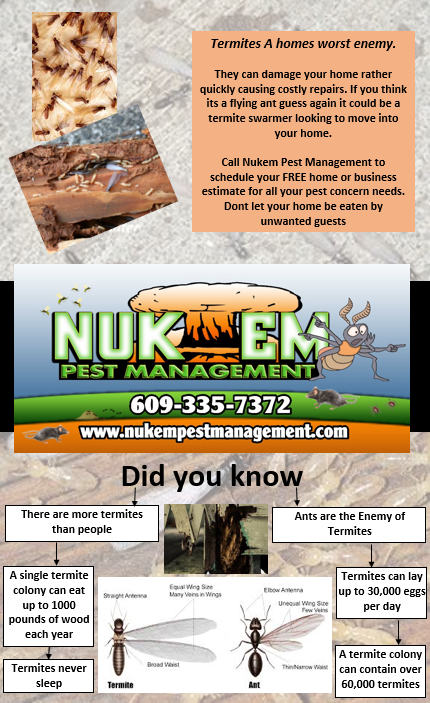 Nukem Pest Management | 1771 Woodside Rd, Forked River, NJ 08731 | Phone: (609) 335-7372