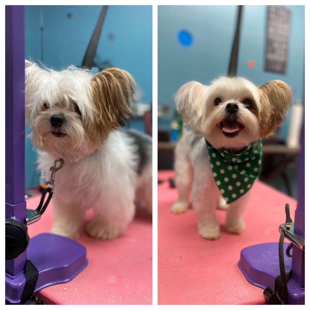 Lucky Paws Pet Grooming | 102-05 159th Ave, Queens, NY 11414 | Phone: (718) 322-7426