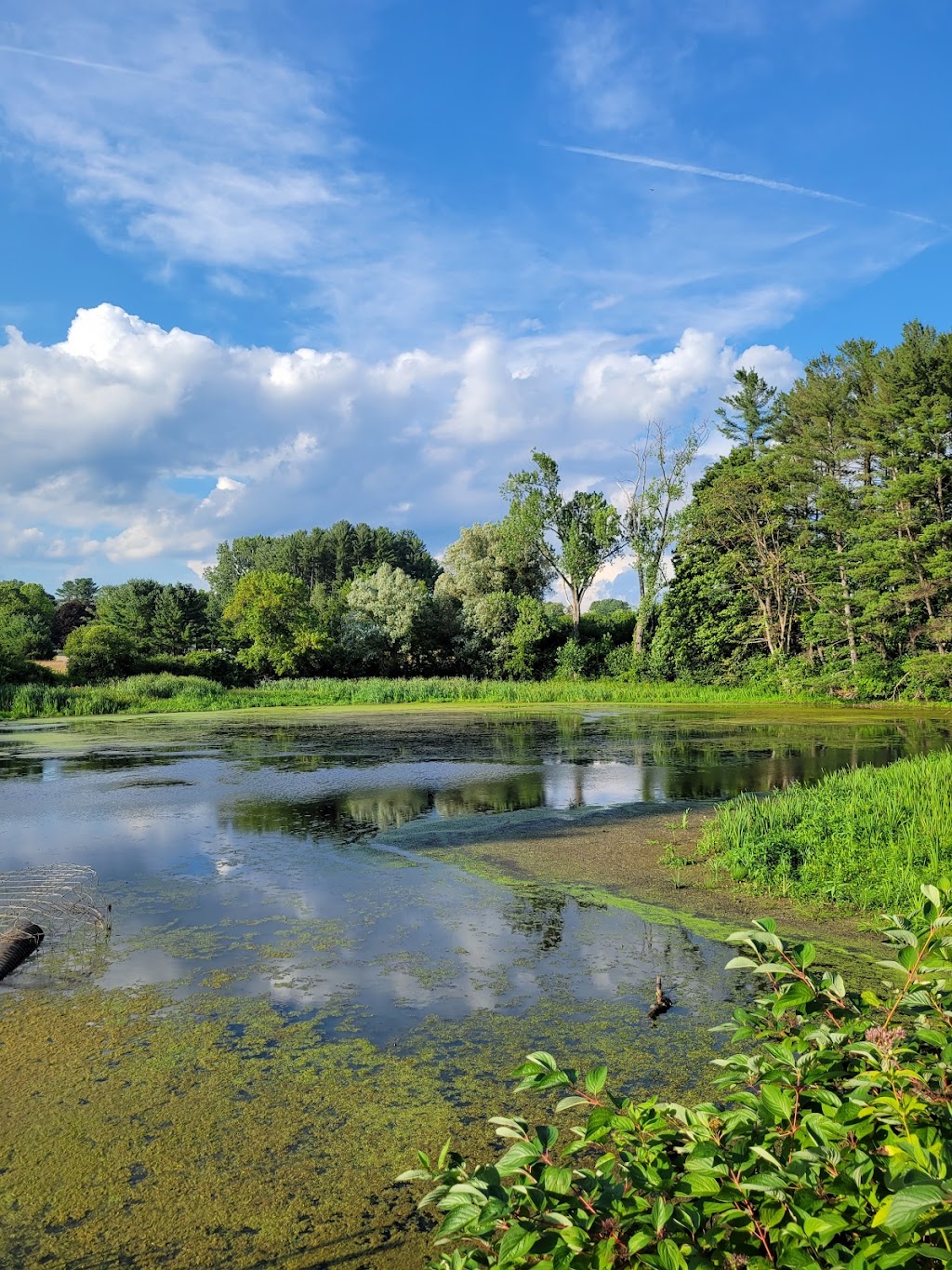 Mass Audubon Canoe Meadows Wildlife Sanctuary | 309 Holmes Rd, Pittsfield, MA 01201 | Phone: (413) 637-0320