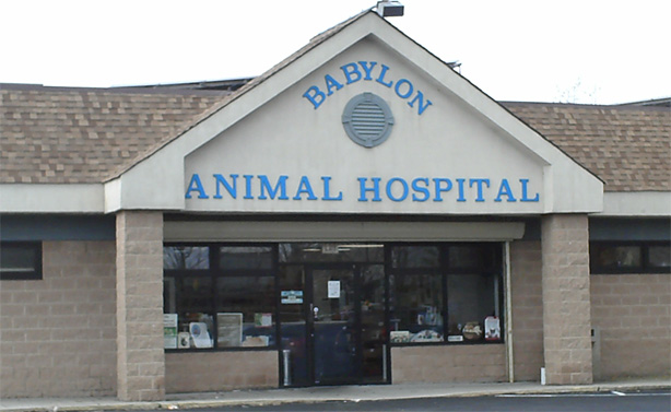 Babylon Animal Hospital | 350 E Montauk Hwy, Lindenhurst, NY 11757 | Phone: (631) 226-2288