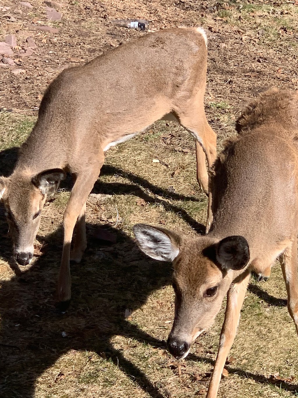 Jonas Mountain Nature Preserve | 739 Rainbow Terrace, Effort, PA 18330 | Phone: (570) 424-1514