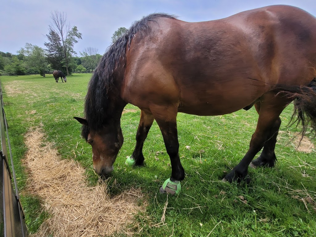 Mercer Meadows Equestrian Center | 431 Federal City Rd # B, Pennington, NJ 08534 | Phone: (609) 730-9059