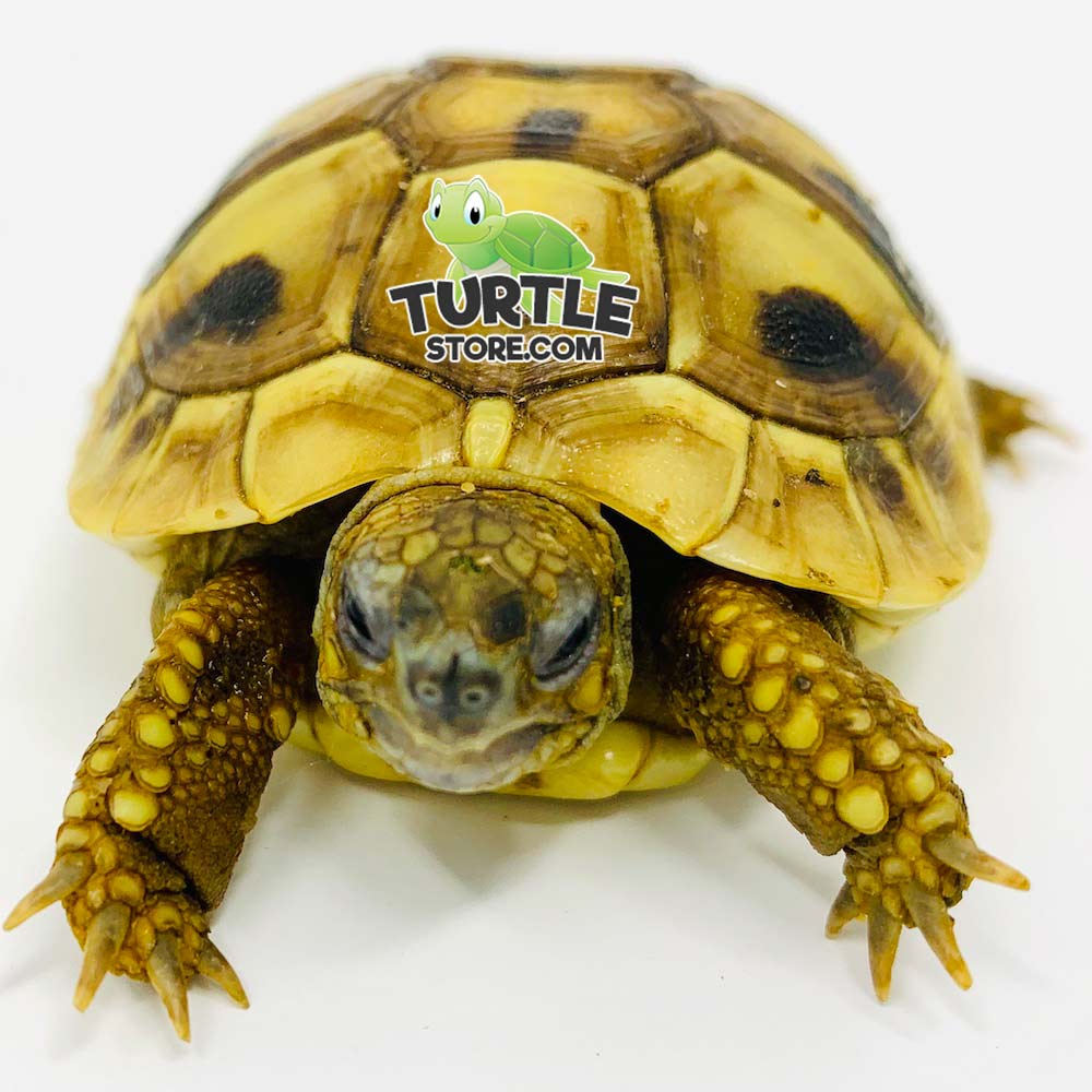 Turtle Store | 177 S New York Rd, Galloway, NJ 08205 | Phone: (609) 408-3538