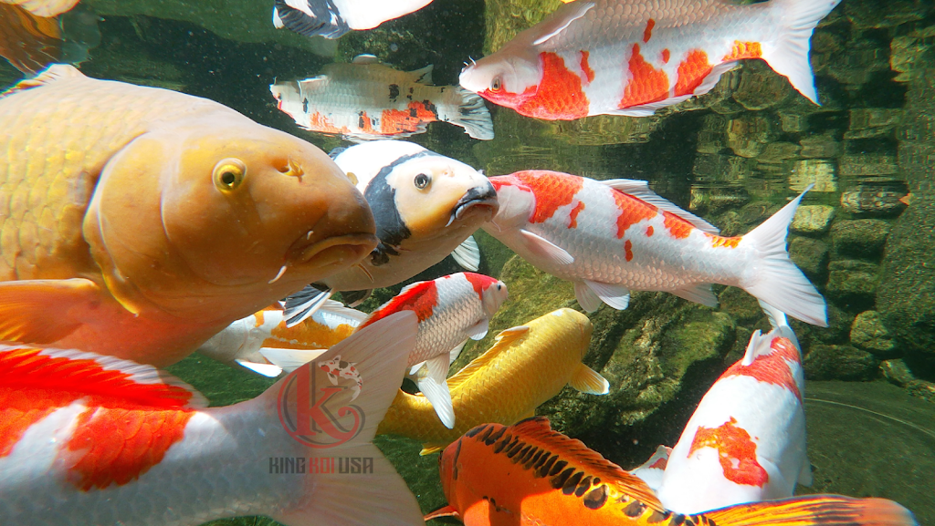 King Koi USA | 123 Bridgeton Pike Suites #703, Mullica Hill, NJ 08062 | Phone: (856) 777-6608