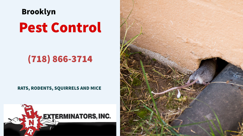 TNR Exterminators | 17 Rolling Hill Dr, Millington, NJ 07946 | Phone: (718) 338-2526