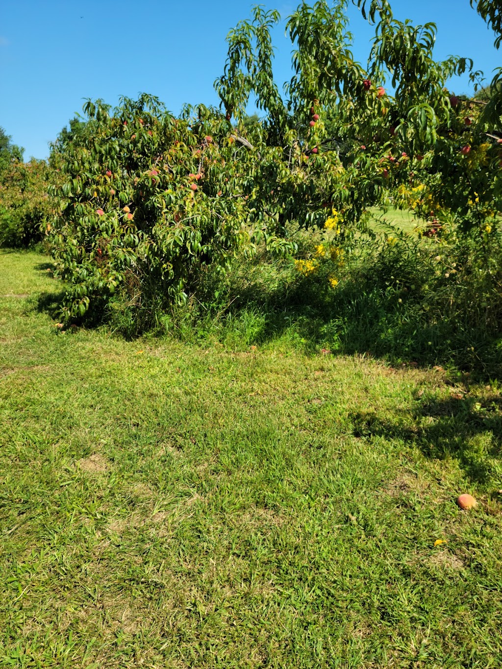 Echo Hill Orchards & Winery | 101 Wilbraham Rd, Monson, MA 01057 | Phone: (413) 267-3303