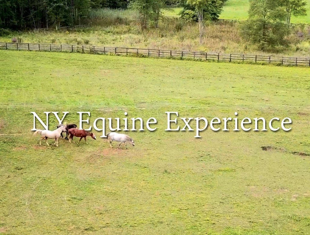 NY Equine Experience | 2101 NY-17K, Montgomery, NY 12549 | Phone: (732) 824-2420
