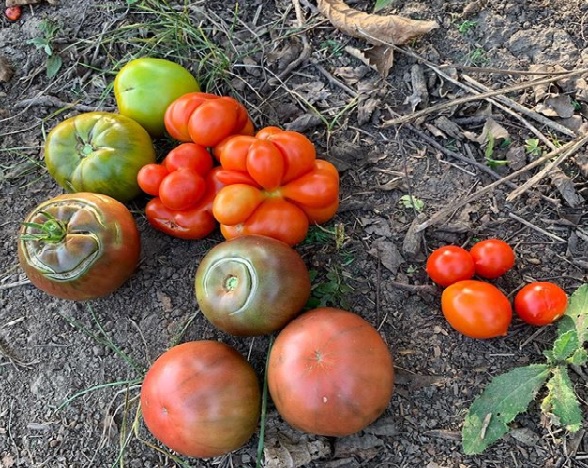 Rainbow Tomatoes Garden | 2979 Kutztown Rd, East Greenville, PA 18041 | Phone: (570) 762-6140