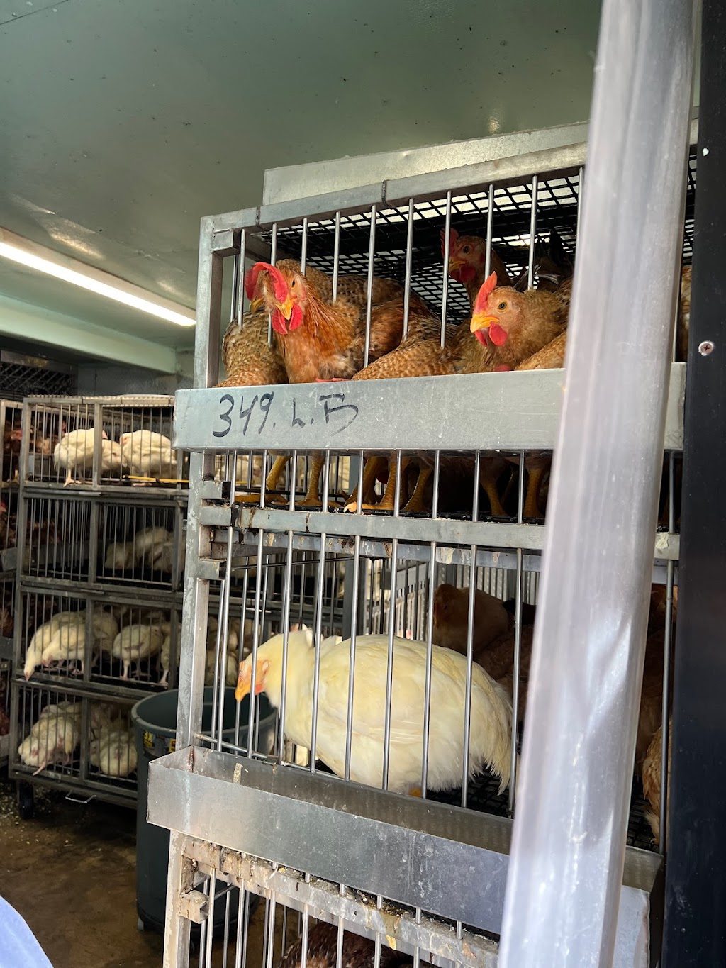 Green Island Live Poultry | 3071 Webster Ave, The Bronx, NY 10467 | Phone: (718) 515-3660