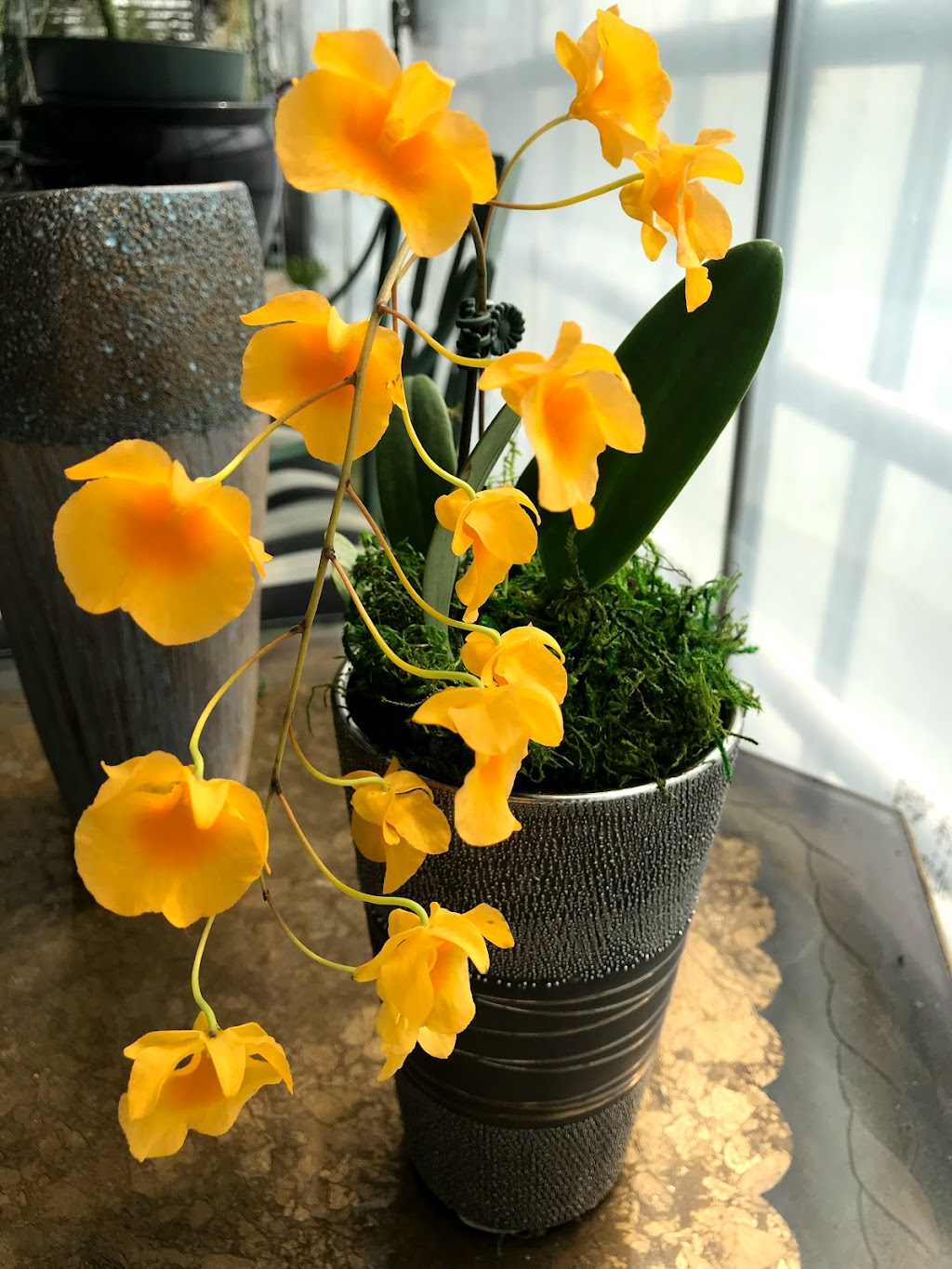 White Plains Orchids, Orchid Farm and Shop | 1485 Mamaroneck Ave, White Plains, NY 10605 | Phone: (914) 948-2064