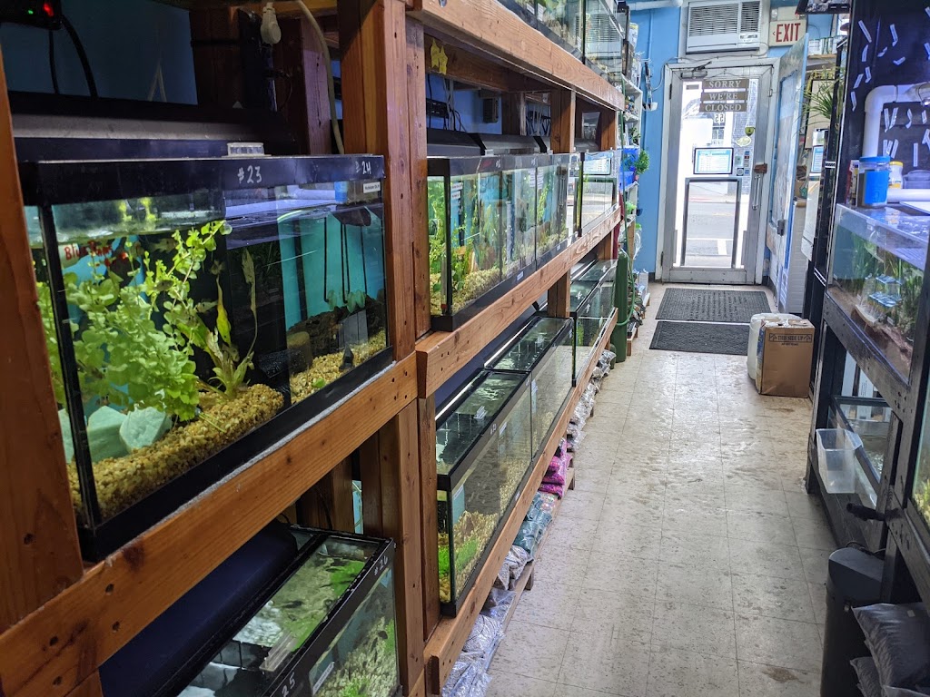 Aquariums By JJ | 55 Main St, Bloomingdale, NJ 07403 | Phone: (862) 666-9022