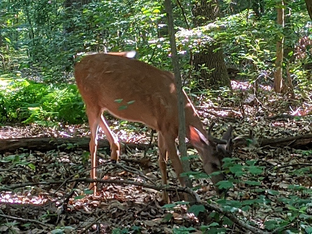 McKaig Nature Education Center | 889 Croton Rd, Wayne, PA 19087 | Phone: (484) 580-9474