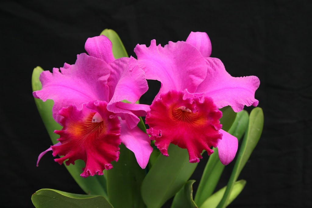 Venamy Orchids | 1460 NY-22, Brewster, NY 10509 | Phone: (845) 278-7111