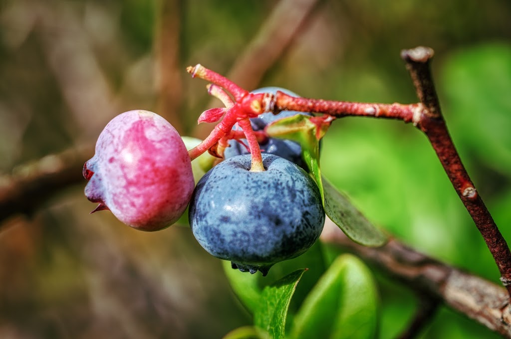 Cascade Valley U Pick Blueberries | 49 E Boskett Rd, Windsor, NY 13865 | Phone: (607) 655-1693