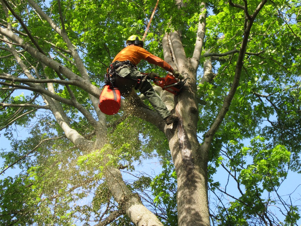 M2 Landscaping, Tree Services | 53 Roxiticus Rd, Mendham Township, NJ 07945 | Phone: (908) 655-6601