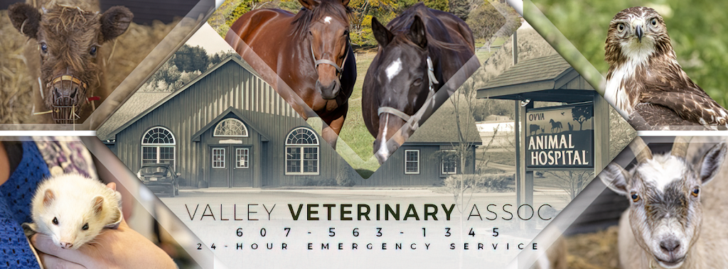 Valley Veterinary Associates | 647 NY-7, Unadilla, NY 13849 | Phone: (607) 563-1345