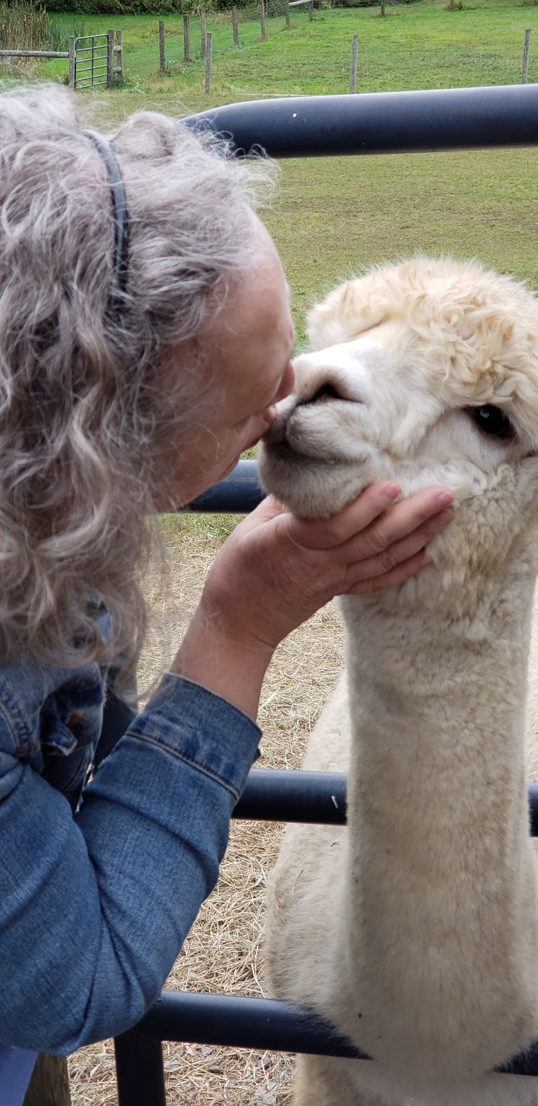 Crimson Leaf Alpaca Farm , Hudson N.Y. | 690 Fish and Game Rd, Hudson, NY 12534 | Phone: (518) 672-5124