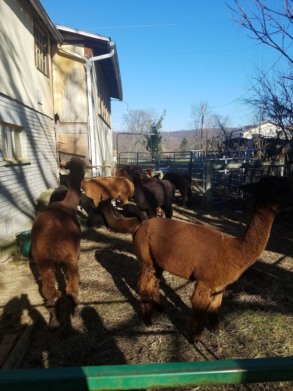 Kraussdale Alpacas | 5169 Kraussdale Rd, East Greenville, PA 18041 | Phone: (215) 805-5903