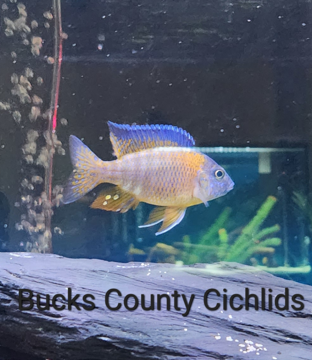 Bucks County Cichlids | Wismer Rd, Doylestown, PA 18902 | Phone: (267) 885-6653