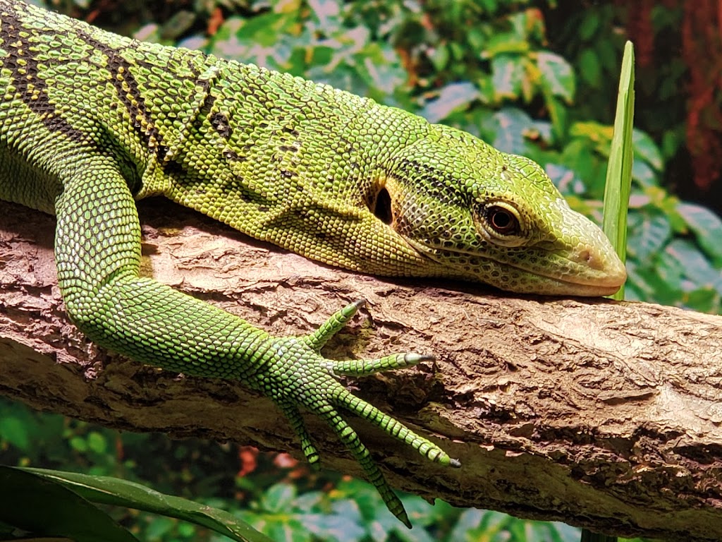 Riverside Reptiles Education Center | 132 S Rd, Enfield, CT 06082 | Phone: (860) 207-9335