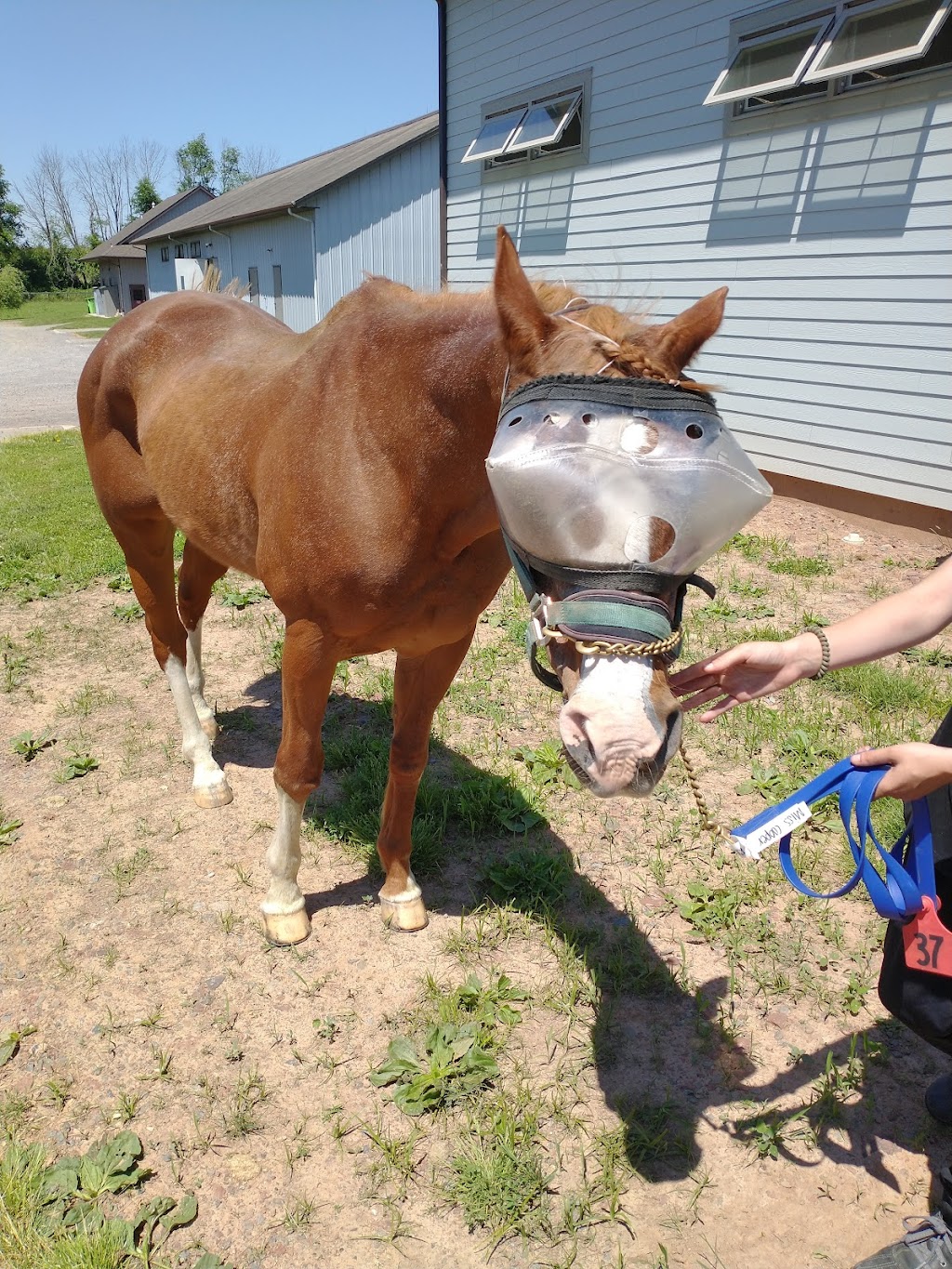 Mid-Atlantic Equine Medical Center | 40 Frontage Rd, Ringoes, NJ 08551 | Phone: (609) 397-0078