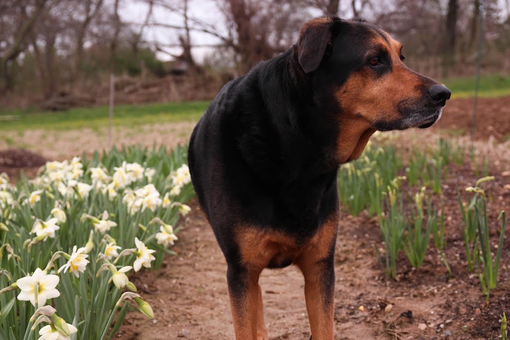 North Fork Flower Farm | 48455 Middle Road (CR, 48, Southold, NY 11971 | Phone: (631) 323-6690