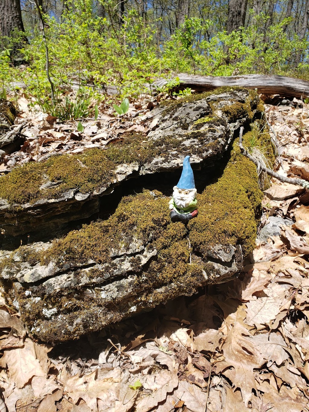 Gnome Hollow Nature Preserve | 2039 Stillwater Rd, Newton, NJ 07860 | Phone: (908) 362-7989