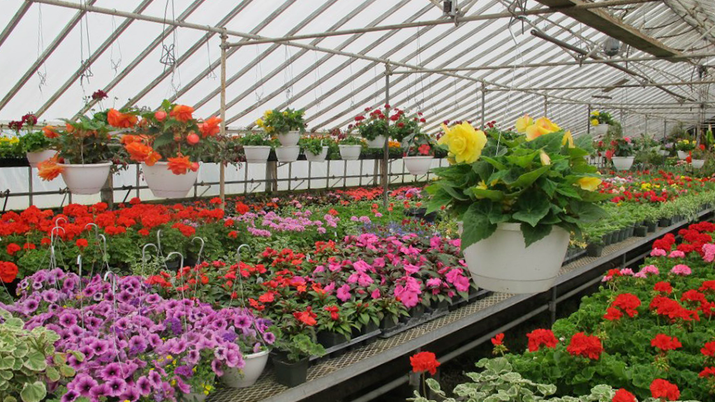 Petersens Patterson Greenhouses | 1169 NY-311, Patterson, NY 12563 | Phone: (845) 878-3431