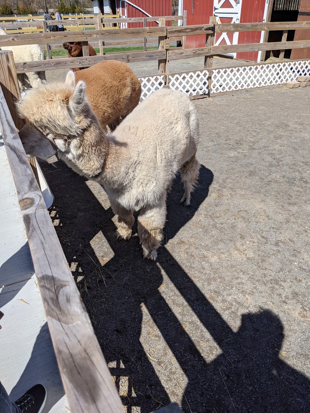 Hidden Spring Lavender & Alpaca Farm | 890 Belle Mead-Blawenburg Rd, Skillman, NJ 08558 | Phone: (609) 558-7034