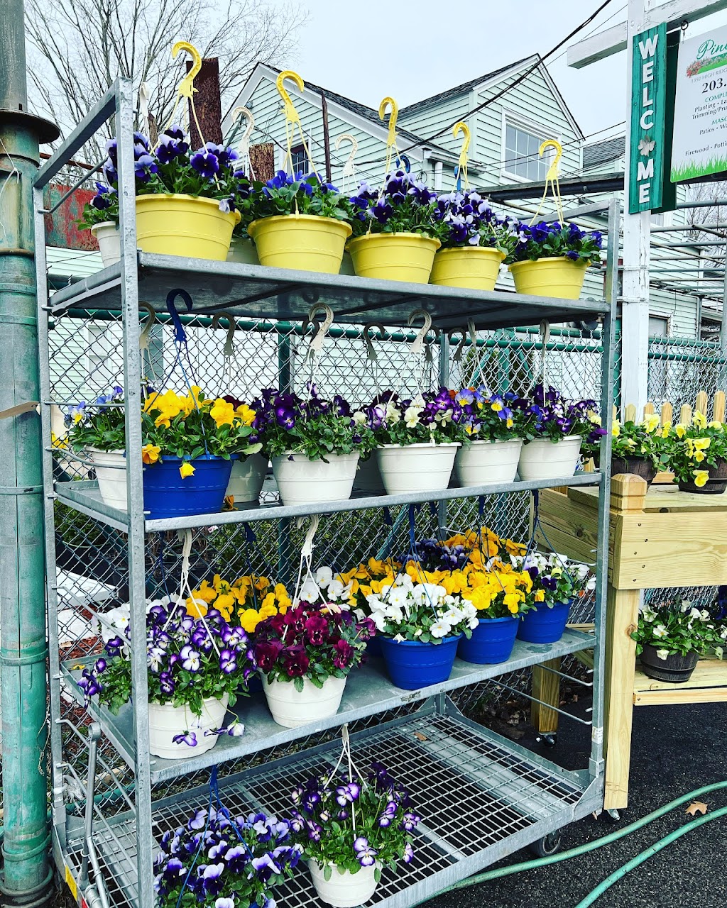 Pine Hill Nursery | 1392 High Ridge Rd, Stamford, CT 06903 | Phone: (203) 918-7470