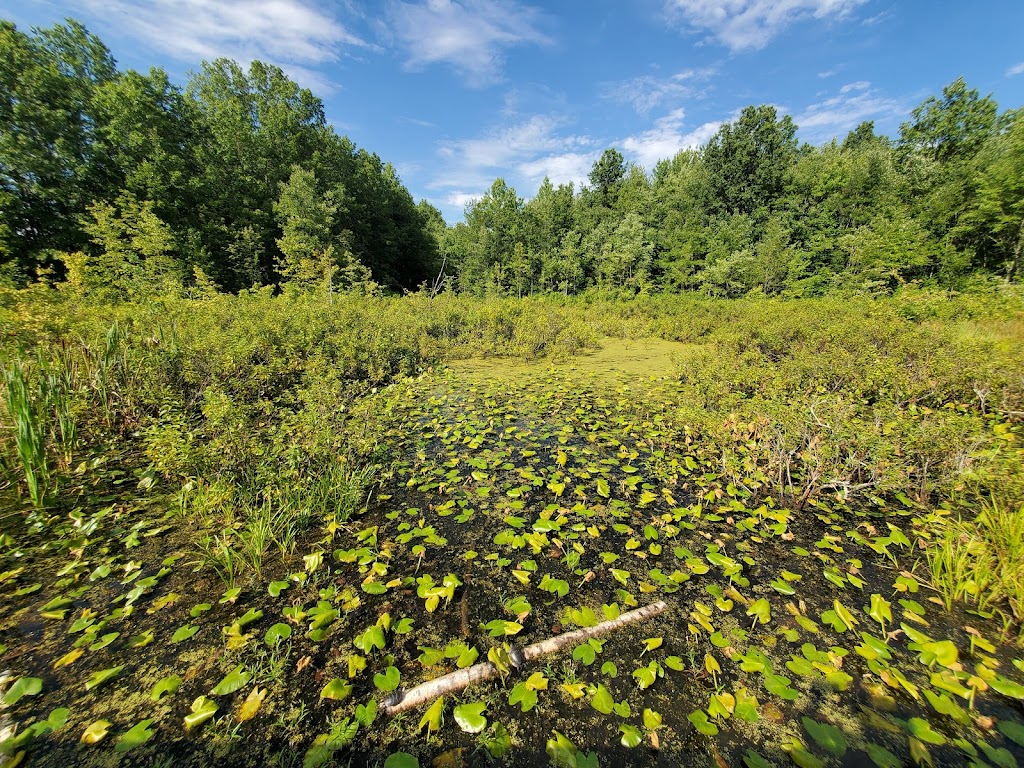 Great Swamp National Wildlife Refuge | 32 Pleasant Plains Rd, Basking Ridge, NJ 07920 | Phone: (973) 425-1222