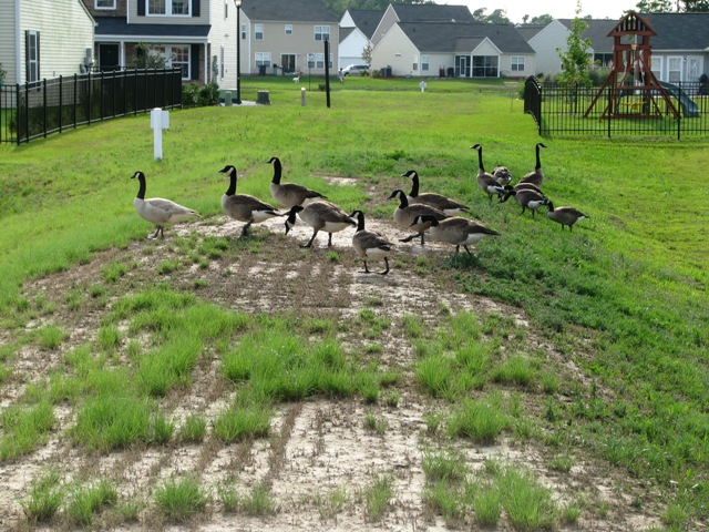 Geese Chasers Southern Connecticut | 89 Hillside Ln, Monroe, CT 06468 | Phone: (844) 544-3373