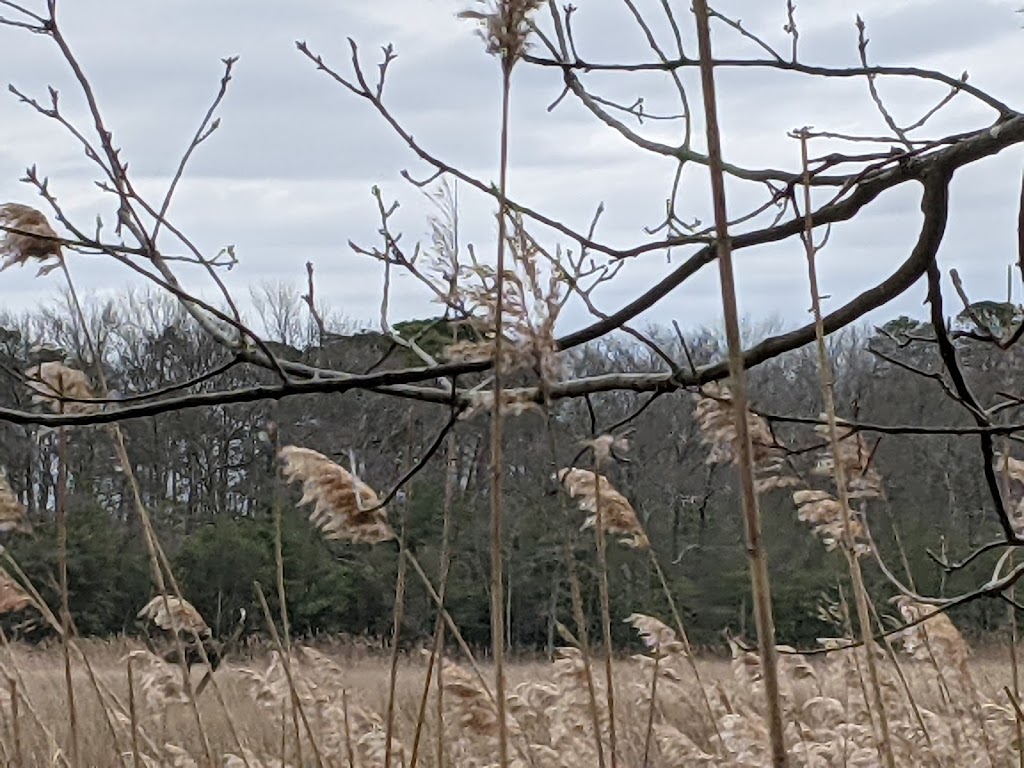 Cape May Bird Observatory - Center for Research and Education | 600 N Delsea Dr, Cape May Court House, NJ 08210 | Phone: (609) 861-0700