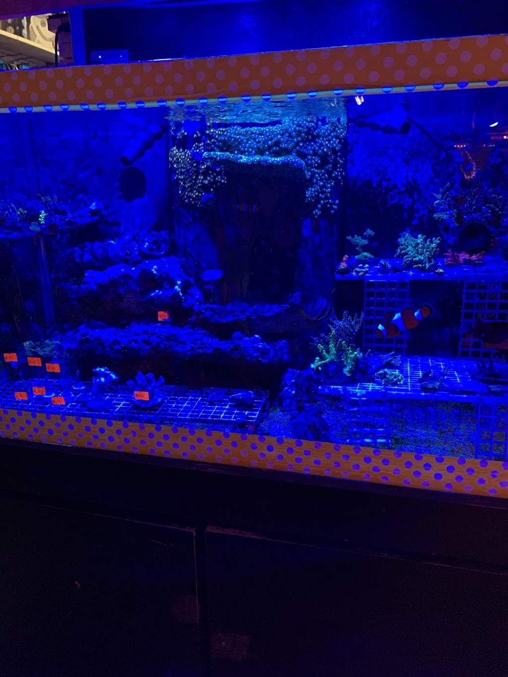 Kissena Aquarium Inc | 4630 Kissena Blvd, Queens, NY 11355 | Phone: (718) 358-0761