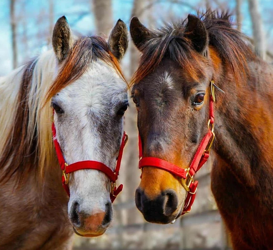 Rising Starr Horse Rescue | 93 Silver Spring Rd, Wilton, CT 06897 | Phone: (203) 257-8345