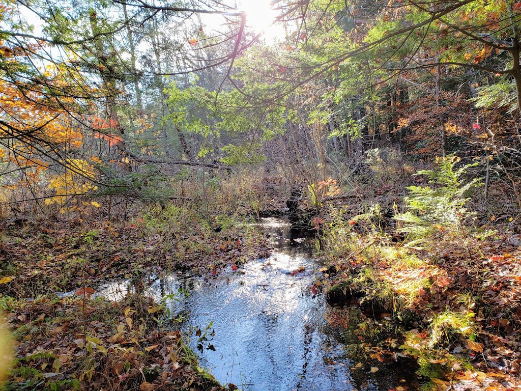 Chester-Blandford State Forest | 20 Chester Rd, Blandford, MA 01008 | Phone: (413) 354-6347