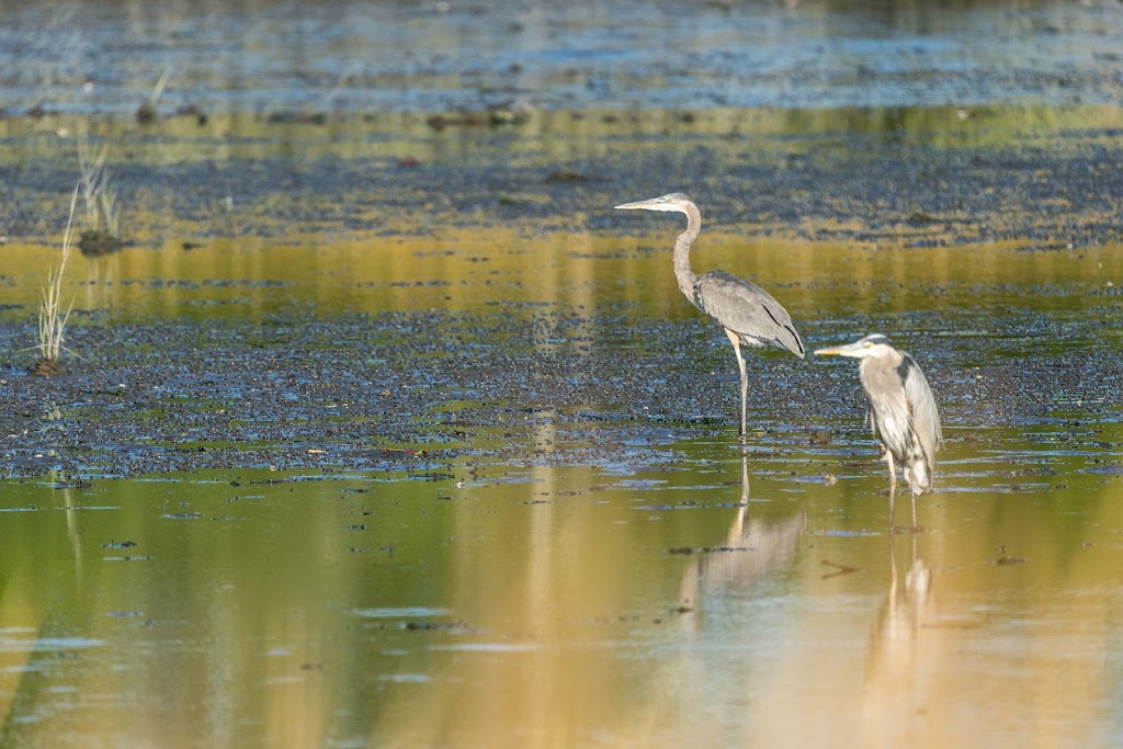 Sandy Point Bird Sanctuary | Beach St, West Haven, CT 06516 | Phone: (203) 937-3712