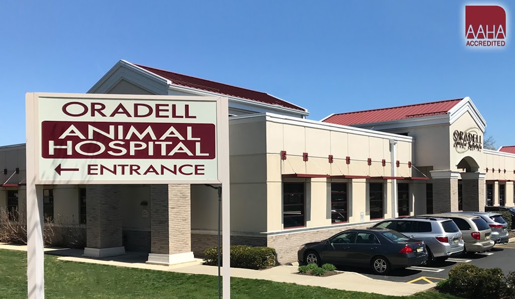 Oradell Animal Hospital | 580 Winters Ave, Paramus, NJ 07652 | Phone: (201) 262-0010