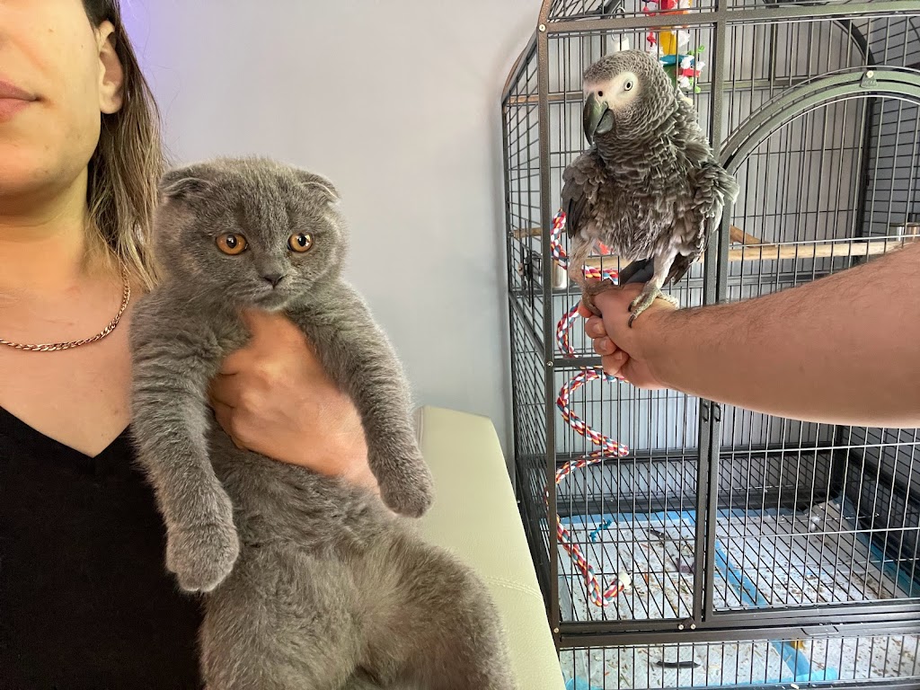 Zara Scottish Fold & British Cattery | 35 Ashley Rd, Windsor, CT 06095 | Phone: (860) 244-3589