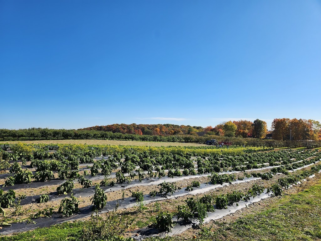 Lawrence Farms Orchards | 306 Frozen Ridge Rd, Newburgh, NY 12550 | Phone: (845) 562-4268